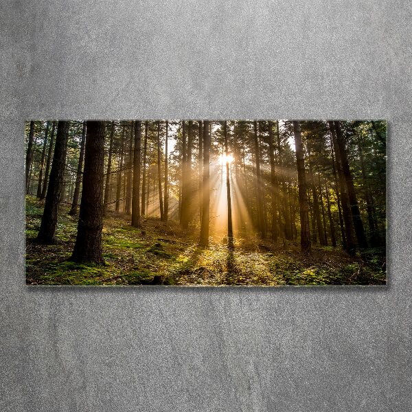 Acrylbild Fotodruck Sonnenlicht