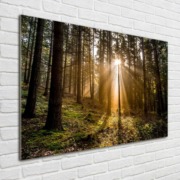 Acrylbild Fotodruck Sonnenlicht