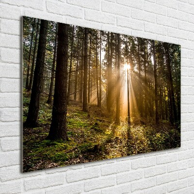 Acrylbild Fotodruck Sonnenlicht