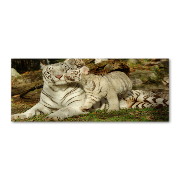 Acrylbild Fotodruck Tiger