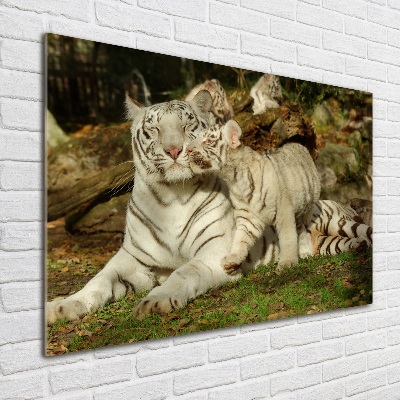 Acrylbild Fotodruck Tiger