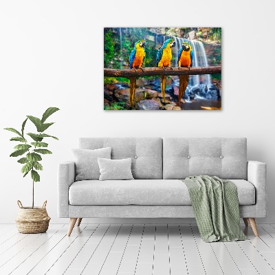 Acrylglas-Druck Papageien auf einem Ast