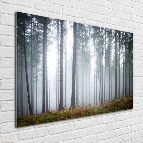Bild auf Acrylglas Nebel im Wald