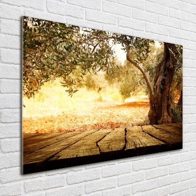 Foto auf Acryl Olivenbaum