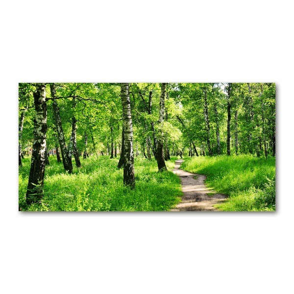 Bild auf Acrylglas Birkenwald