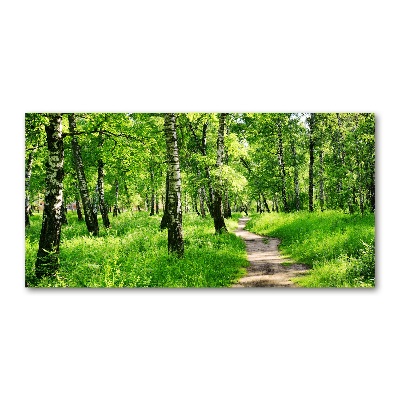 Bild auf Acrylglas Birkenwald