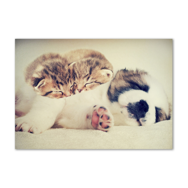 Bild auf Acrylglas Zwei Katzen und ein Hund