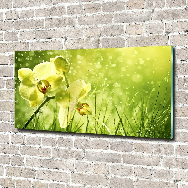 Bild auf Acrylglas Orchidee