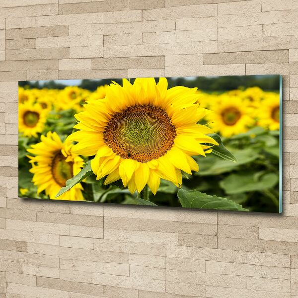 Acrylbild Fotodruck Ein Sonnenblumenfeld