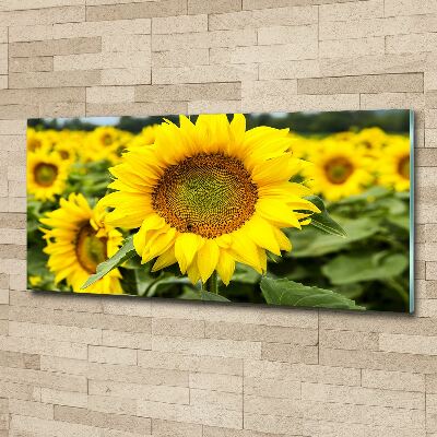 Acrylbild Fotodruck Ein Sonnenblumenfeld