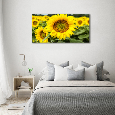 Acrylbild Fotodruck Ein Sonnenblumenfeld