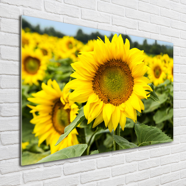 Acrylbild Fotodruck Ein Sonnenblumenfeld