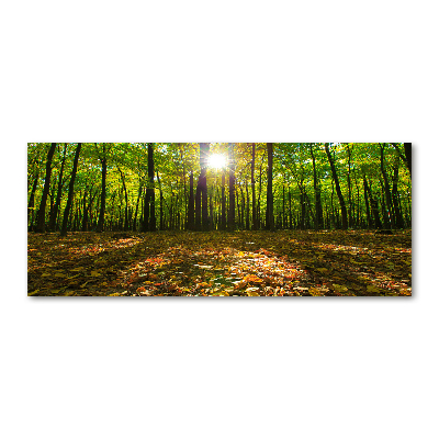 Bild auf Acrylglas Wald