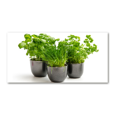 Acrylbild Fotodruck Kräuter in Töpfen