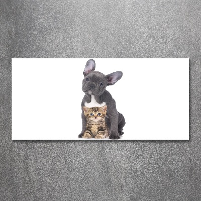 Bild auf Acrylglas Hund und Katze