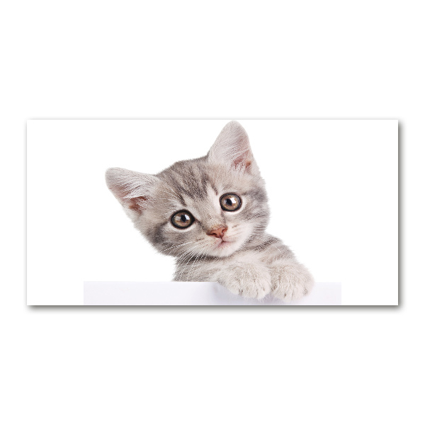 Acrylbild Fotodruck Graue Katze