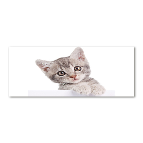 Acrylbild Fotodruck Graue Katze