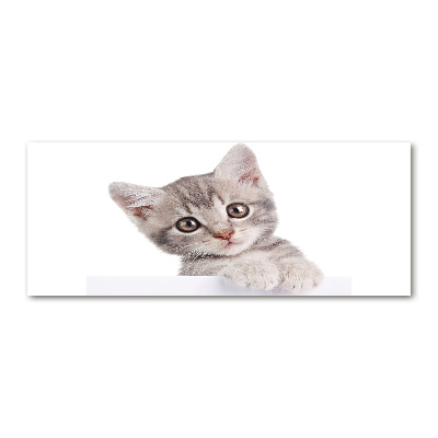 Acrylbild Fotodruck Graue Katze