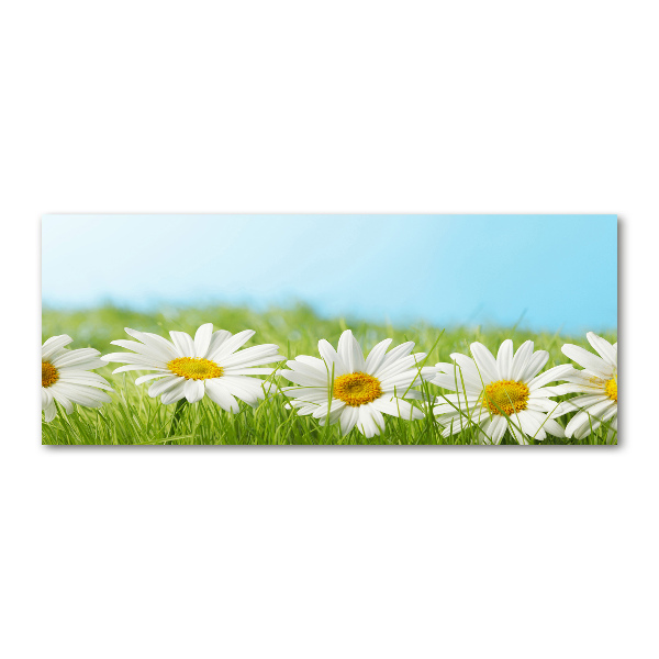 Bild auf Acrylglas Gänseblümchen