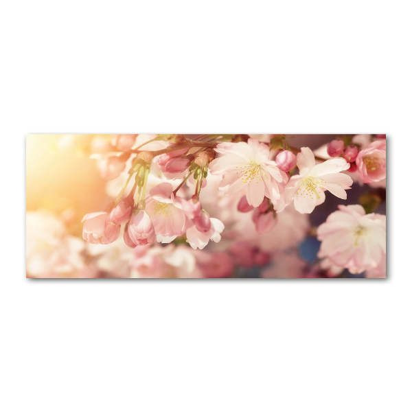 Acrylglas-Druck Kirschblüten