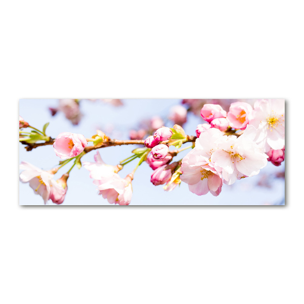 Foto auf Acryl Kirschblüten