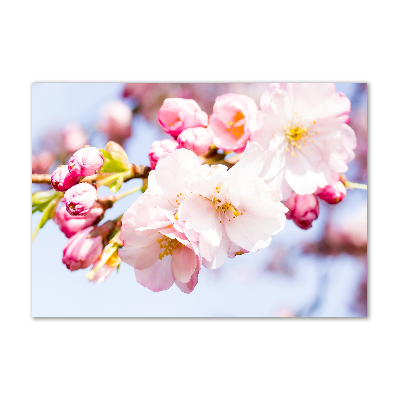 Foto auf Acryl Kirschblüten