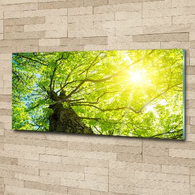 Foto auf Acryl Kastanie im Frühling