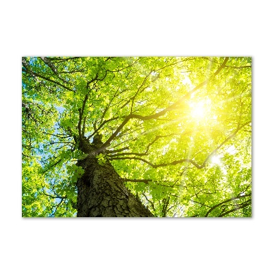 Foto auf Acryl Kastanie im Frühling