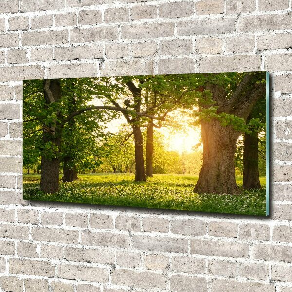 Acrylglas-Druck Bäume im Park