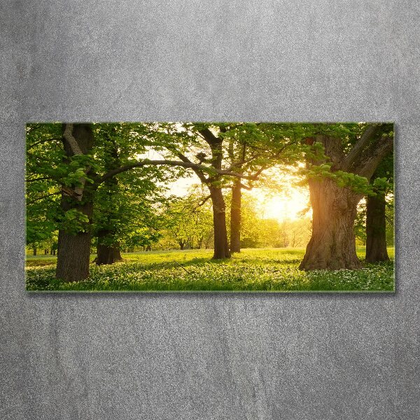 Acrylglas-Druck Bäume im Park