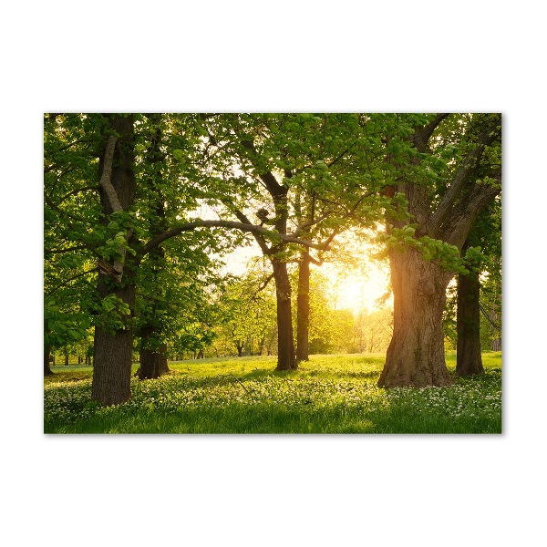 Acrylglas-Druck Bäume im Park