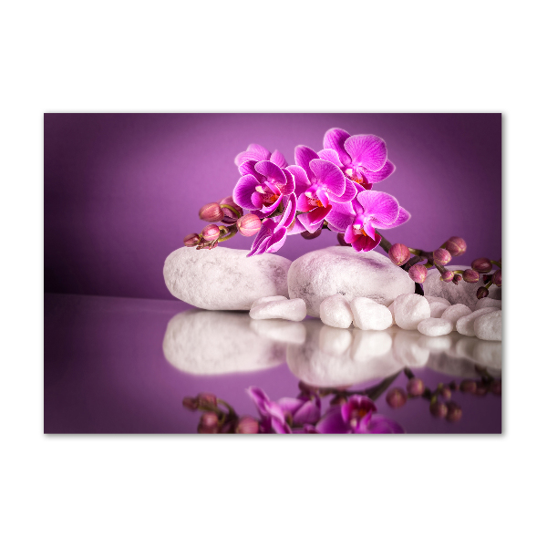 Bild auf Acrylglas Rosa Orchidee