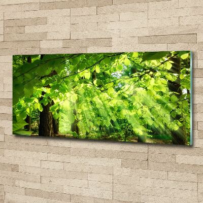 Acrylbild Fotodruck Buchenblätter