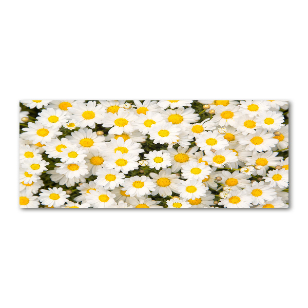 Foto auf Acryl Gänseblümchen