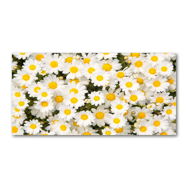 Foto auf Acryl Gänseblümchen