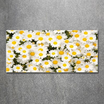 Foto auf Acryl Gänseblümchen