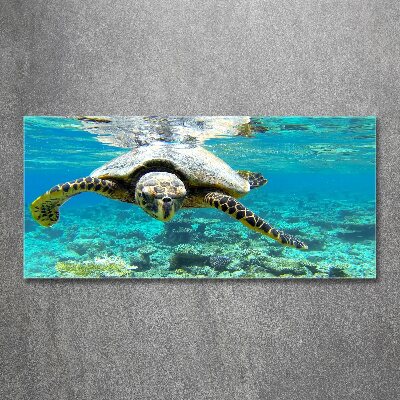 Bild auf Acrylglas Meeresschildkröte