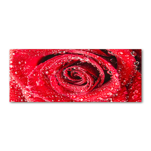 Acrylbild Fotodruck Wassertropfen auf einer Rose