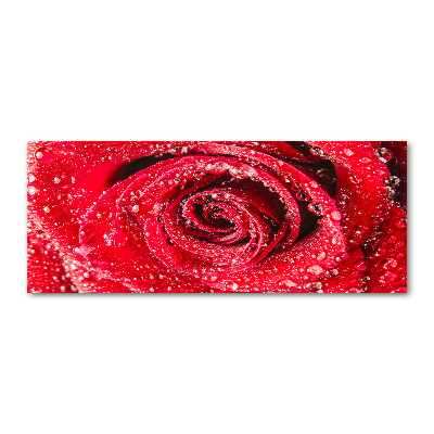 Acrylbild Fotodruck Wassertropfen auf einer Rose