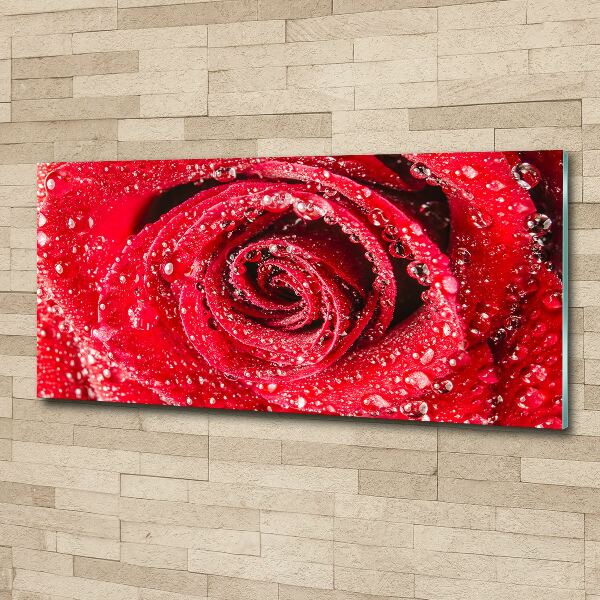 Acrylbild Fotodruck Wassertropfen auf einer Rose