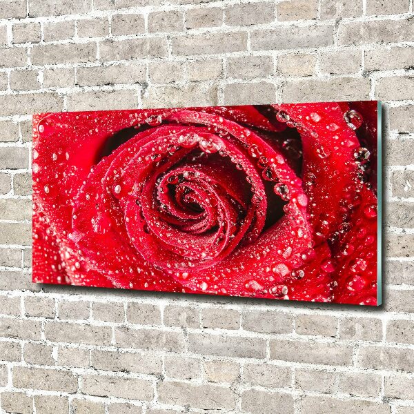 Acrylbild Fotodruck Wassertropfen auf einer Rose