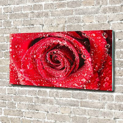 Acrylbild Fotodruck Wassertropfen auf einer Rose