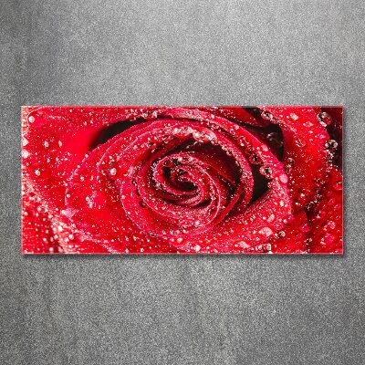 Acrylbild Fotodruck Wassertropfen auf einer Rose
