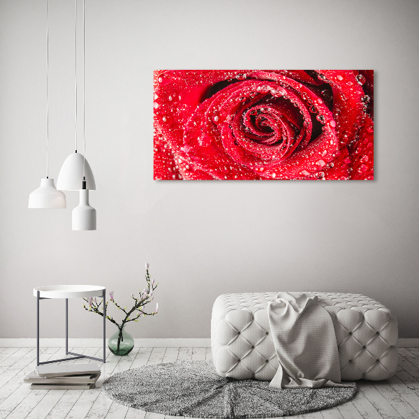 Acrylbild Fotodruck Wassertropfen auf einer Rose