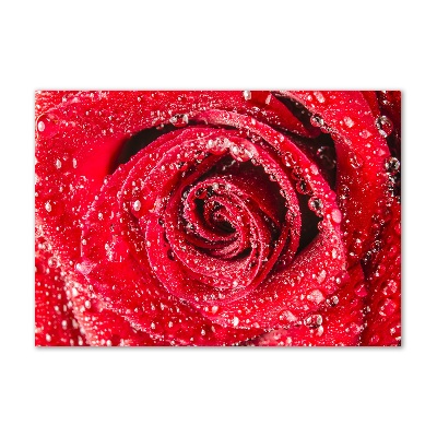 Acrylbild Fotodruck Wassertropfen auf einer Rose
