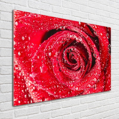 Acrylbild Fotodruck Wassertropfen auf einer Rose