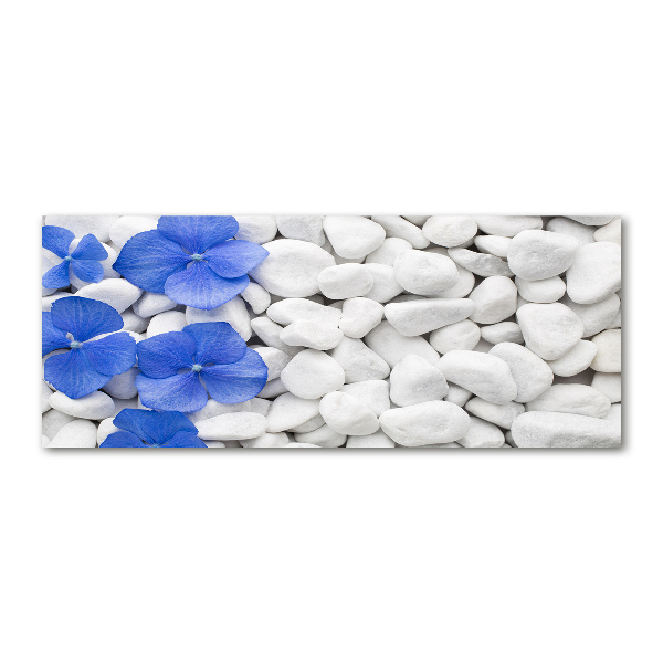 Foto auf Acryl Hortensie