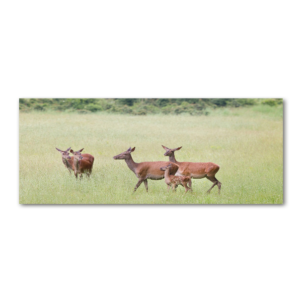 Acrylglas-Druck Reh mit Jungtieren