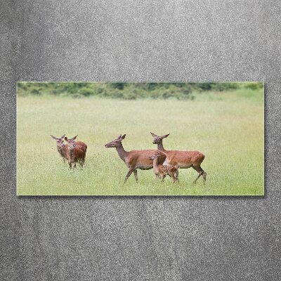 Acrylglas-Druck Reh mit Jungtieren