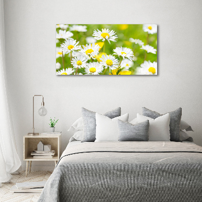 Acrylbild Fotodruck Gänseblümchen
